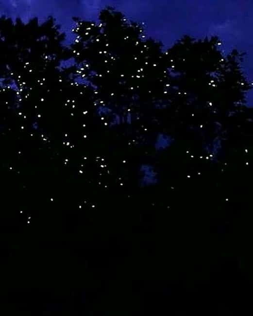 Puerto Princesa: Firefly Watching Tour with Dinner - An In-Depth Look at the Firefly Watching Experience