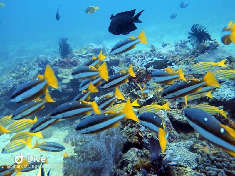 Puerto Princesa: Guided Diving Tour with Snacks - A Closer Look at the Puerto Princesa Diving Experience