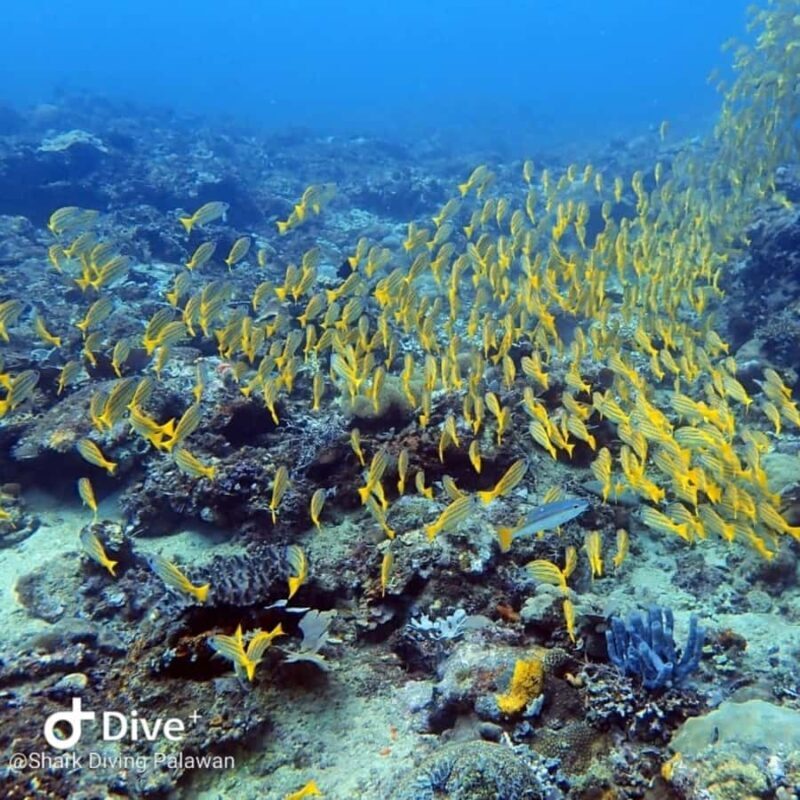 Puerto Princesa: Guided Diving Tour with Snacks - Final Thoughts