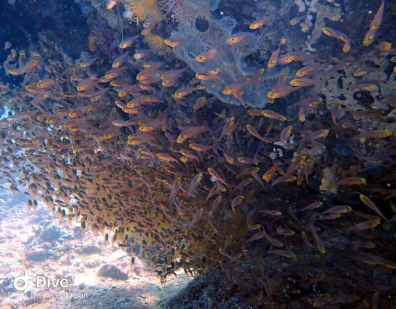 Puerto Princesa: Guided Diving Tour with Snacks - FAQ