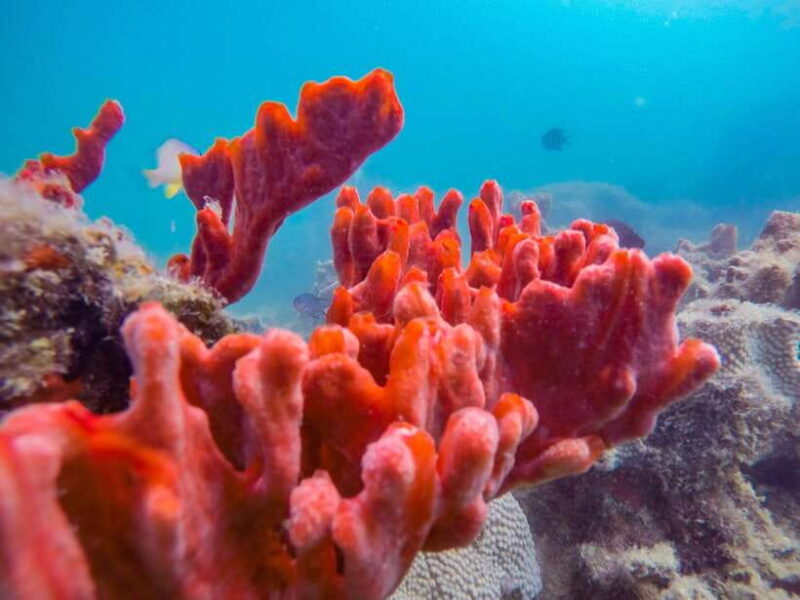 Puerto Princesa in 3 days: Tours with optional hotel rooms - Who Will Love This Tour?