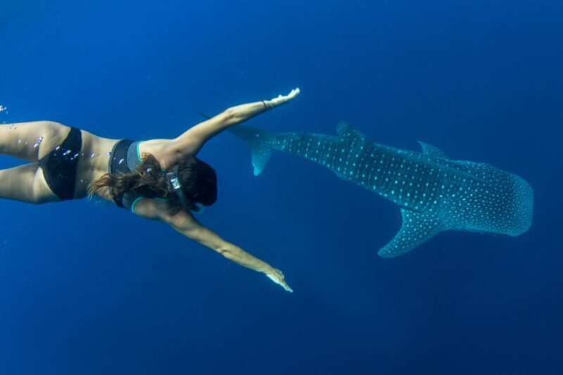 Puerto Princesa: Swim with Whale Sharks Boat Cruise - Good To Know