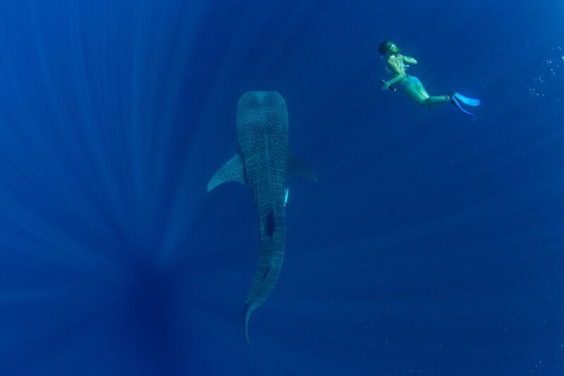 Puerto Princesa: Swim with Whale Sharks Boat Cruise - Final Thoughts