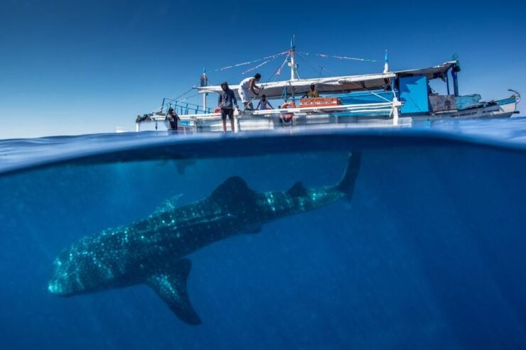 Puerto Princesa: Swim With Whale Sharks Boat Cruise - Experience Highlights