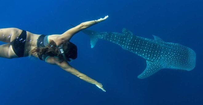 Puerto Princesa: Swim With Whale Sharks Boat Cruise - Snorkeling Equipment Provided