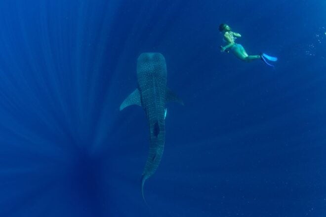 Puerto Princesa: Swim With Whale Sharks Boat Cruise - The Sum Up
