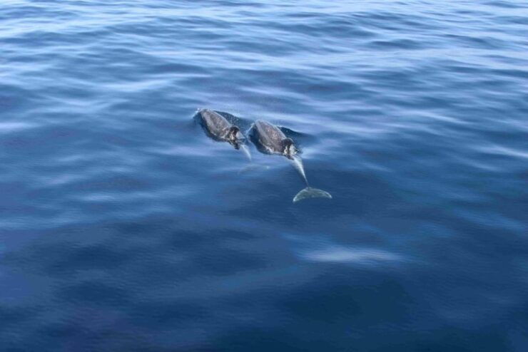 Puerto Rico : 4 H Premium Dolphin Catamaran Tour - Full Tour Description