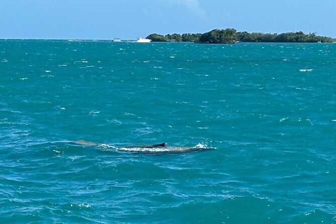 Puerto Rico: Bio Bay Swim and Sunset Charter or Late night tour - FAQ