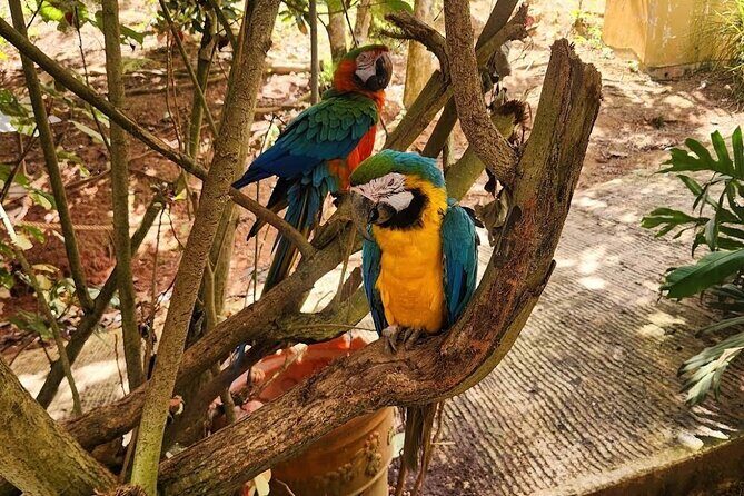 Puerto Rico Cable Car and Bird Sanctuary Tour - What Makes This Tour Stand Out