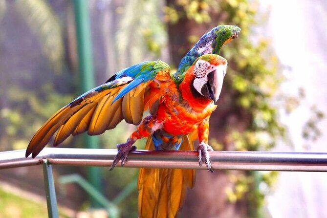 Puerto Rico Cable Car and Bird Sanctuary Tour - FAQs