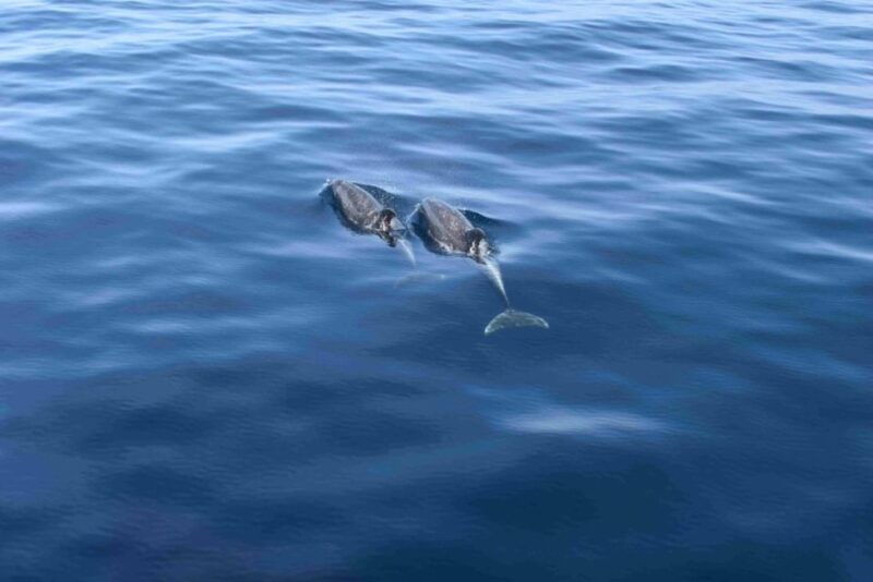 Puerto Rico De Gran Canaria: Premium Dolphin Catamaran Tour - Pricing and Inclusions