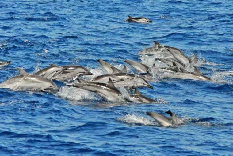 Puerto Rico De Gran Canaria: Premium Dolphin Catamaran Tour - Highlights of the Experience