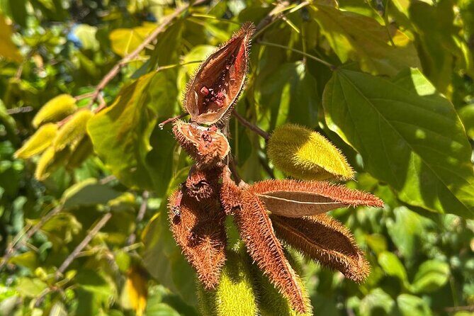 Puerto Rico: El Yunque Sightseeing Half-Day Tour w/Transfer - Who Is This Tour Best For?
