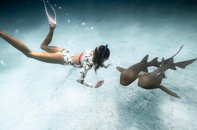 Puerto Rico Private Half Day Shark Diving - The Itinerary: What to Expect