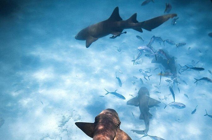 Puerto Rico Private Half Day Shark Diving - Authentic Insights from Reviews