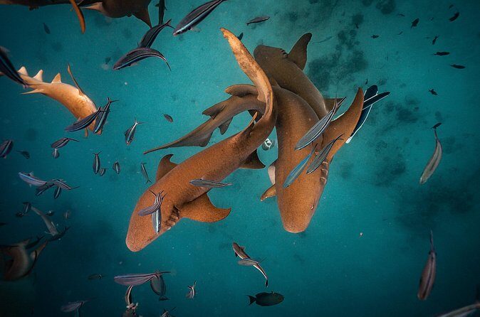 Puerto Rico Private Half Day Shark Diving - Analyzing Value