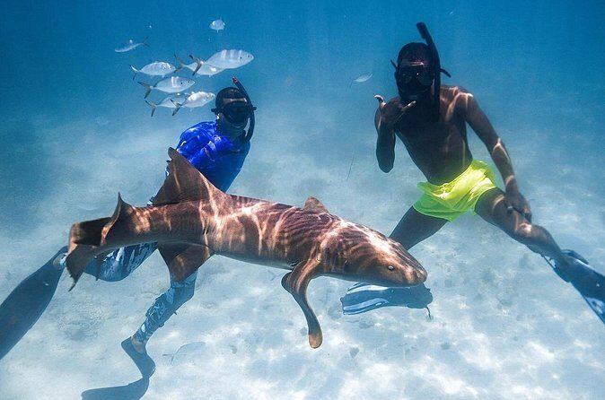 Puerto Rico Private Half Day Shark Diving - The Sum Up