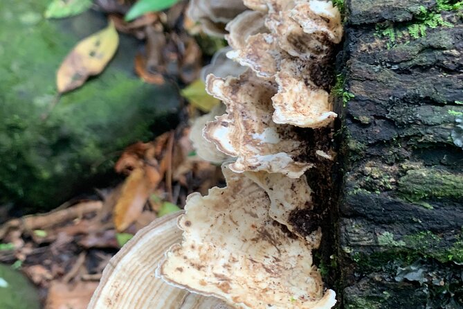 Puerto Rico: Rainforest and Beach Combo Tour  - San Juan - Viator Information