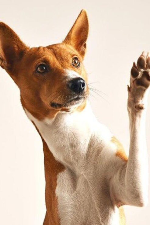 Puerto Vallarta: 2h Photo Session for Your Pet by Photostory - Good To Know