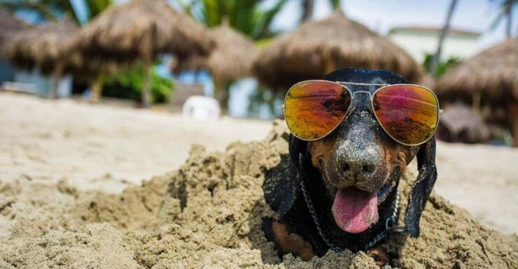 Puerto Vallarta: 2h Photo Session for Your Pet by Photostory - Booking and Pricing