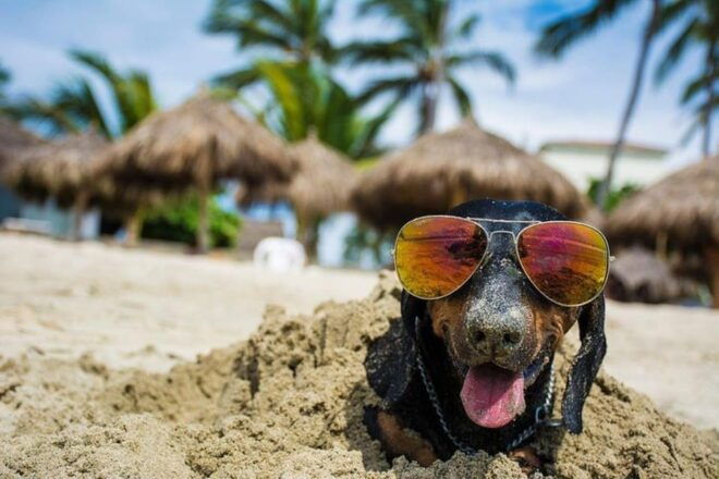 Puerto Vallarta: 2h Photo Session for Your Pet by Photostory - Capturing Memories