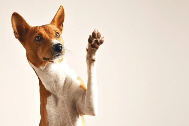 Puerto Vallarta: 2h Photo Session for Your Pet by Photostory - Photographic Offerings