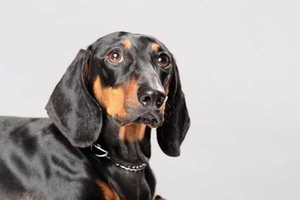 Puerto Vallarta: 2h Photo Session for Your Pet by Photostory - Convenient Location