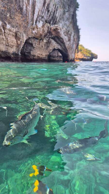 Puerto Vallarta: 3-Hour Whale Watching and Snorkeling - Who Should Consider This Tour?