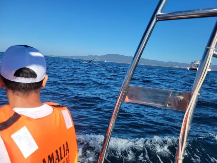 Puerto Vallarta: 3-Hour Whale Watching and Snorkeling - Good To Know