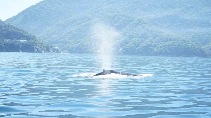 Puerto Vallarta: 3-Hour Whale Watching and Snorkeling - Whale Watching Experience