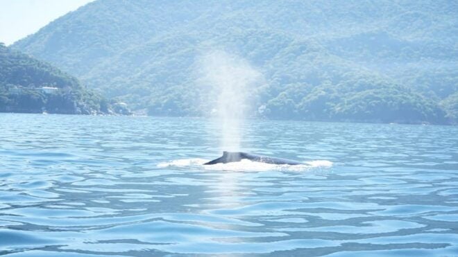 Puerto Vallarta: 3-Hour Whale Watching and Snorkeling - Snorkeling Adventure