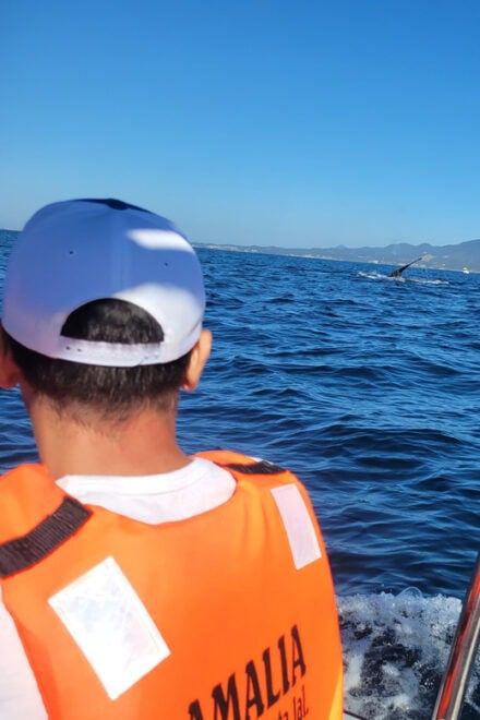 Puerto Vallarta: 3-Hour Whale Watching and Snorkeling - Garden Stroll