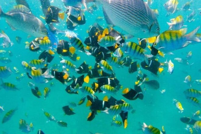 Puerto Vallarta: Arches, Animas, and Quimixto Adventure Tour - Included Services