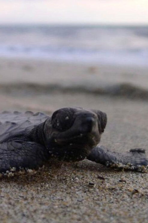Puerto Vallarta: Baby Sea Turtle Release - Good To Know