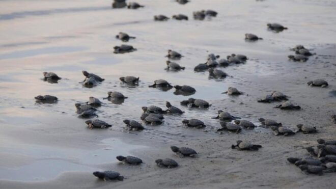 Puerto Vallarta: Baby Sea Turtle Release - Itinerary Highlights