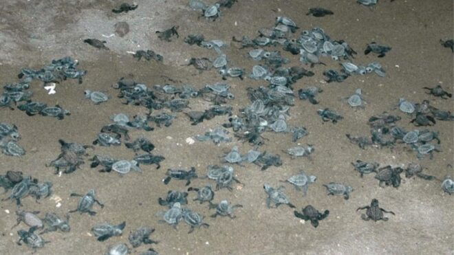 Puerto Vallarta: Baby Sea Turtle Release - Rescheduling Policy