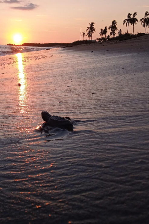 Puerto Vallarta: Baby Turtle Release in Conservation Area - Local Conservation Efforts