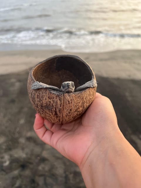 Puerto Vallarta: Baby Turtle Release in Conservation Area - The Turtle Release Experience