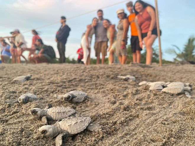 Puerto Vallarta: Baby Turtle Release in Conservation Area - Preparing for the Release