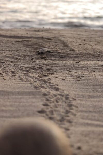 Puerto Vallarta: Baby Turtle Release in Conservation Area - Guided Tour of the Area