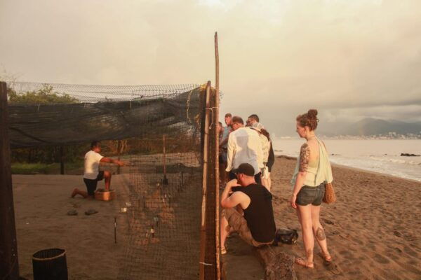 Puerto Vallarta: Baby Turtle Release in Conservation Area - Demonstration of Nest and Egg Collection