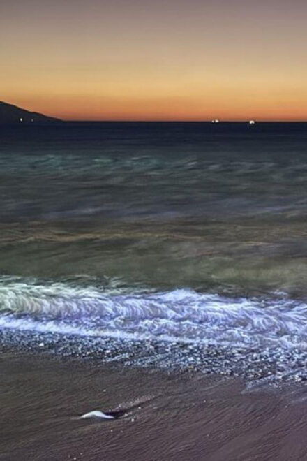 Puerto Vallarta: Beach Trip With Zarandeado Fish Meal - Local Family Favorite