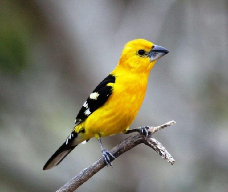 Puerto Vallarta: Birdwatching at Vallarta Botanical Garden - Location and Environment