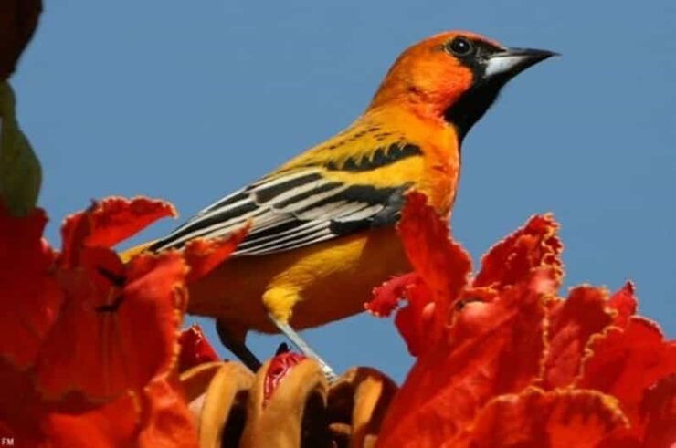Puerto Vallarta: Birdwatching at Vallarta Botanical Garden - Location and Environment
