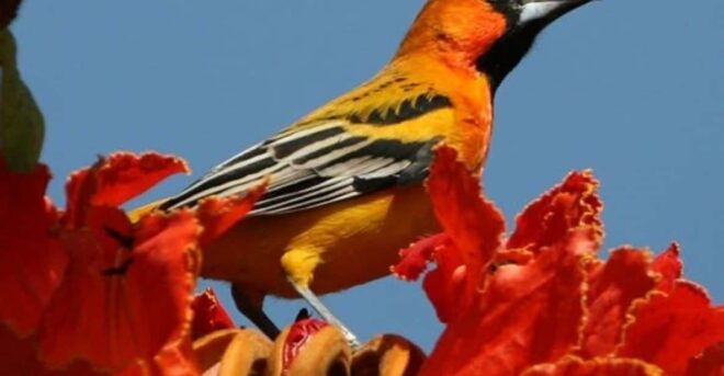 Puerto Vallarta: Birdwatching at Vallarta Botanical Garden - Guided Experience
