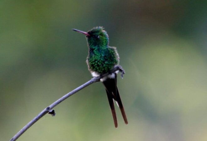 Puerto Vallarta: Birdwatching at Vallarta Botanical Garden - Flora and Fauna