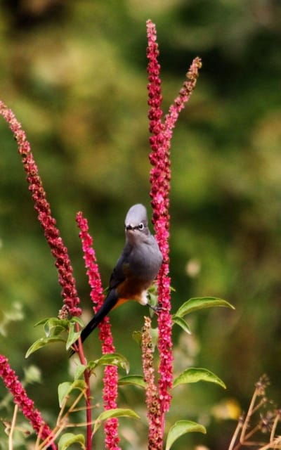Puerto Vallarta: Birdwatching at Vallarta Botanical Garden - What to Bring and Wear