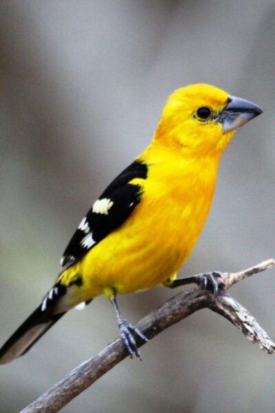 Puerto Vallarta: Birdwatching at Vallarta Botanical Garden - Frequently Asked Questions