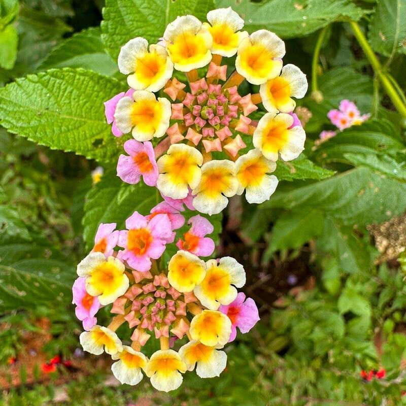 Puerto Vallarta: Botanical Garden Walking Tour - Who Is This Tour Best For?