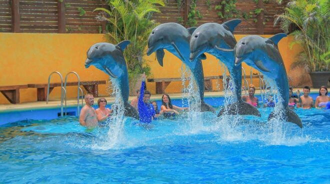 Puerto Vallarta: Combo Playa Caletas and Dolphins - Highlights of Day 2: Dolphin Swim